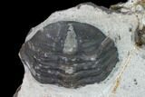Cluster Of Three Austerops Trilobite - Jorf, Morocco #165467-2